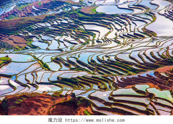中国云南省的水稻梯田中国南方水的稻田